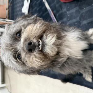 Found Dog Feesh/UNKNOWN