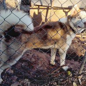 Image of Unknown, Found Dog