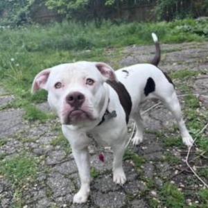 Image of Kilo, Lost Dog