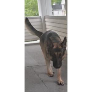 Image of Scar, Lost Dog