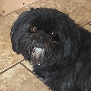 Image of Cookie, Lost Dog