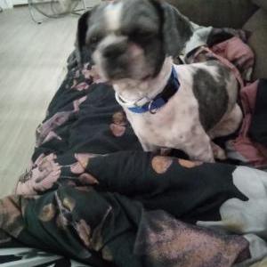 Image of Remy, Lost Dog