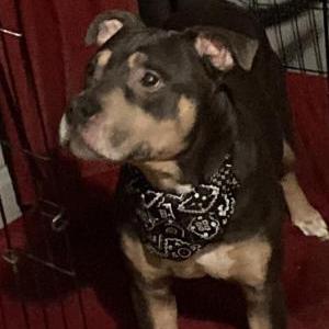 Image of Sosa, Lost Dog