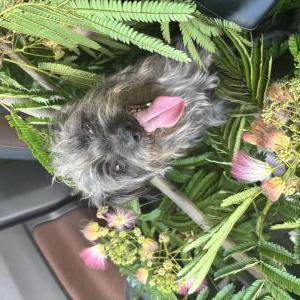 Image of Meliodas, Lost Dog