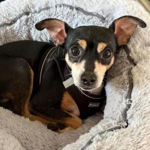 Image of Murphy, Lost Dog