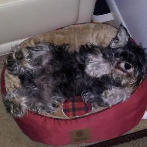 Image of JOJO, Lost Dog