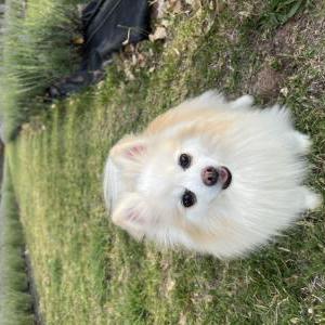 Image of Mitzy, Lost Dog