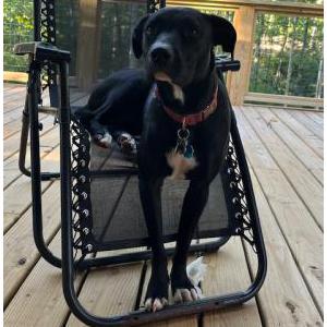 Image of Miss Pickles, Lost Dog