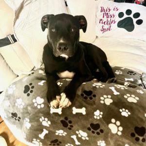 2nd Image of Miss Pickles, Lost Dog