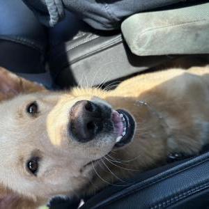 Image of Unknown, Found Dog