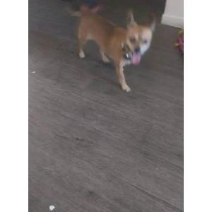 Image of Trixie, Lost Dog