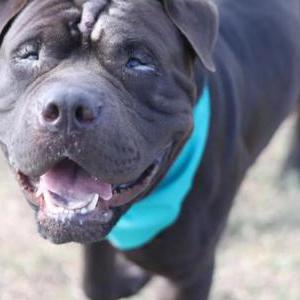 Image of Phat daddy, Lost Dog