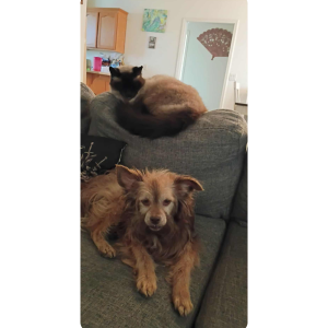 Lost Dog MAia
