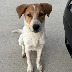 Image of unknown, Found Dog