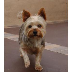 Lost Dog Kisa