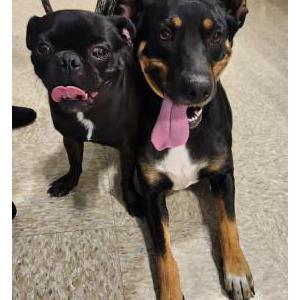 Image of Unknown, Found Dog