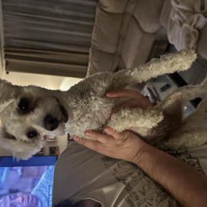 Image of Unknown, Found Dog