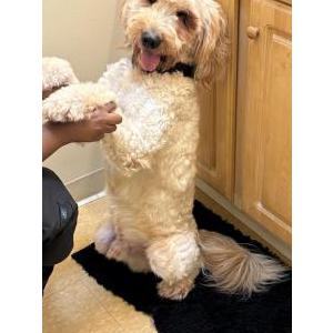 Image of Duke, Lost Dog