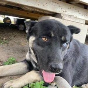 Image of SUGA, Lost Dog