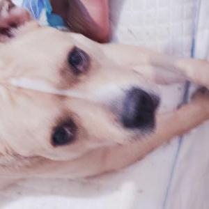 Image of Dutchess, Lost Dog