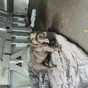 Image of Unknown, Found Dog