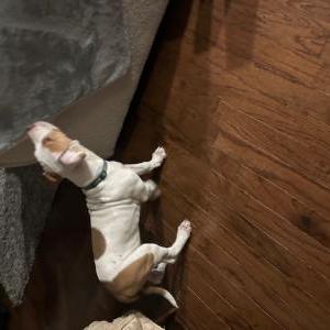 Image of Unknown, Found Dog