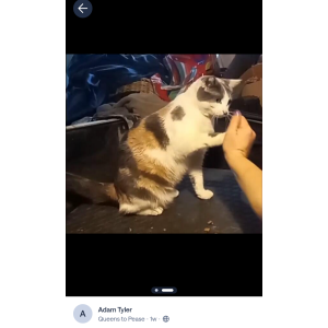 Image of Yoyo, Lost Cat