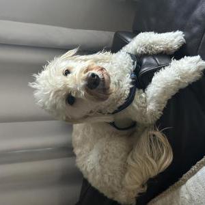 Image of Charlie, Lost Dog