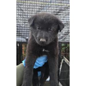 Image of Midnight, Lost Dog