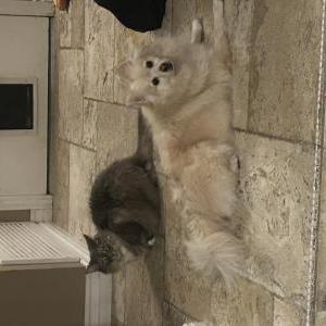 Image of Buddy, Lost Dog