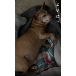 Image of Simba, Lost Dog