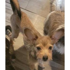 Image of MAXIMUS, Lost Dog