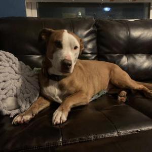 Image of Ziggy, Lost Dog