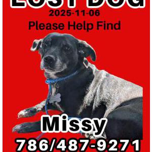 Image of Missy, Lost Dog
