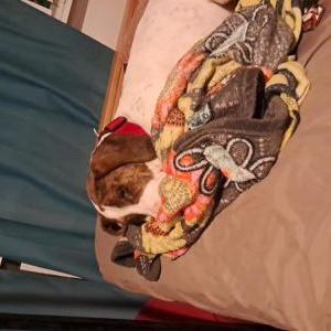 Image of Remi, Lost Dog