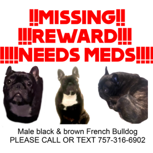 Image of Dunkin, Lost Dog