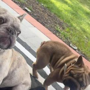 Image of Snow & Simba, Lost Dog