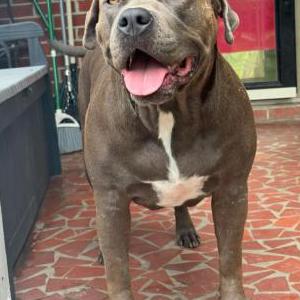 Lost Dog Thai