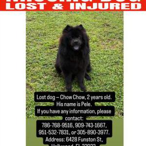 Lost Dog Pele