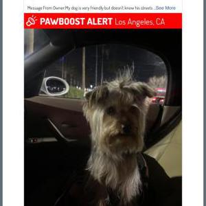 Image of Poppy, Lost Dog