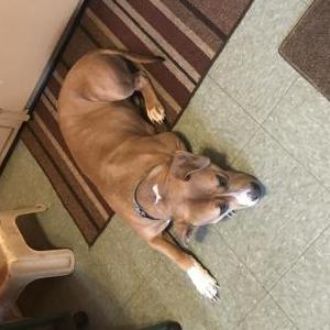 Image of Sasha, Lost Dog