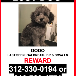 Image of DODO, Lost Dog