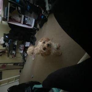 Image of BEAR, Lost Dog