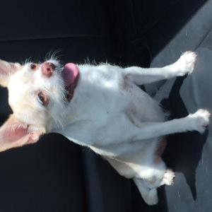 Image of Tula, Lost Dog