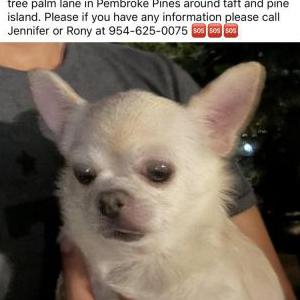 Lost Dog Kai