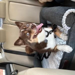 Image of Banjo, Lost Dog