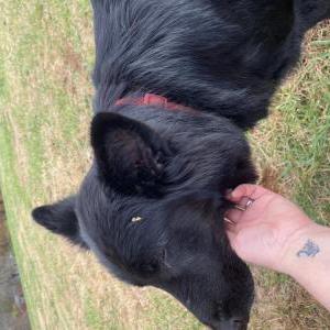 Image of Unknown, Found Dog