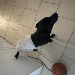 Image of Luna, Lost Dog