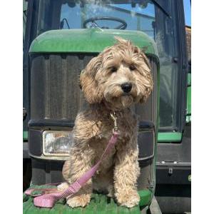 Image of Darla, Lost Dog