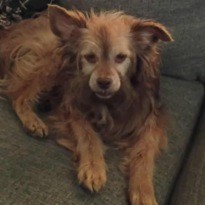 Lost Dog Maia